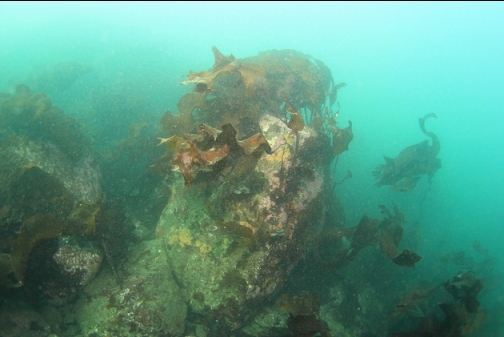 boulder and stalked kelp