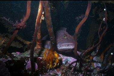 lingcod peeking through kelp