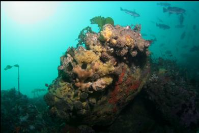 boulder on sewer pipe reef and black rockfish