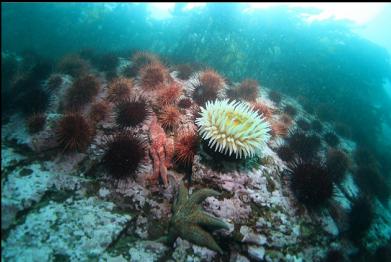seastars, anemone and urchins