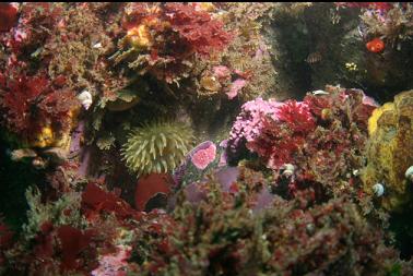 hydrocoral and anemone between rocks