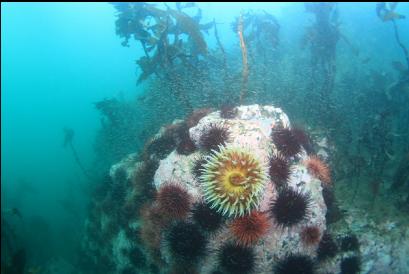 fish-eating anemone, urchins and school of shrimp