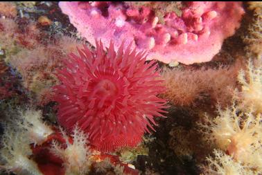 brooding anemone, hydrocoral, burrowing anemones