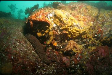 sponge, seastars, etc on reef