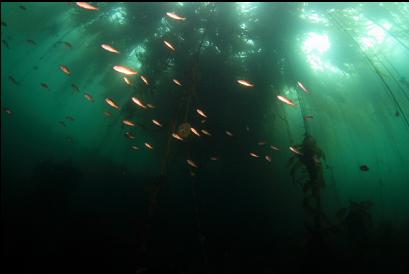 juvenile rockfish under kelp