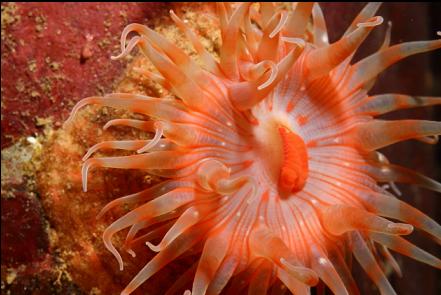 small swimming anemone
