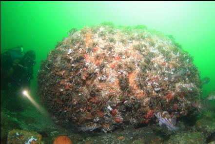 rockfish under crab-covered boulder