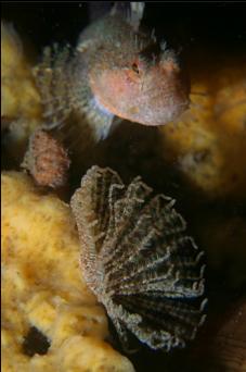 SCULPIN, FEATHER STAR AND TUBE WORM