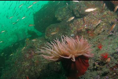 anemone and puget sound rockfish