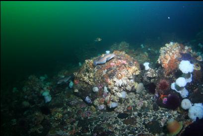 kelp greenlings in bottom of pass 80 feet deep