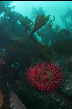 another fish-eating anemone and stalked kelp