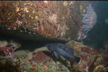 black rockfish