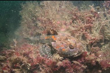 great sculpin on hydroids
