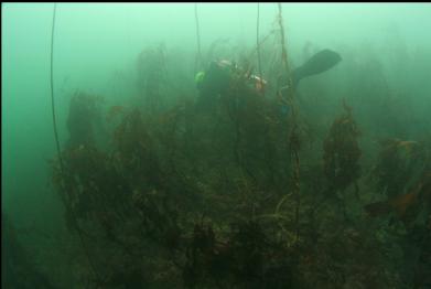random diver in kelp