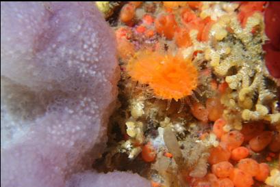 cup coral, tunicates and bryozoan