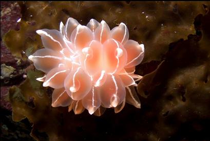 nudibranch on kelp