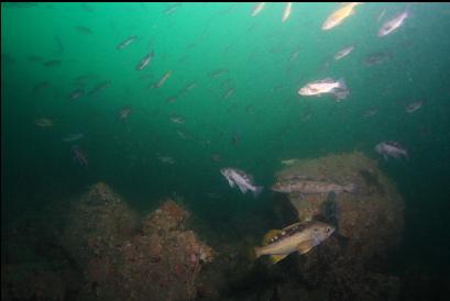rockfish and lingcod at base of wall
