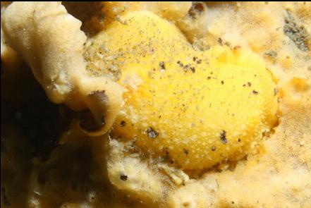 nudibranch eating sponge