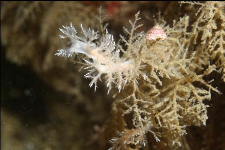 nudibranchs on hydroids