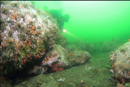 rockfish under boulder