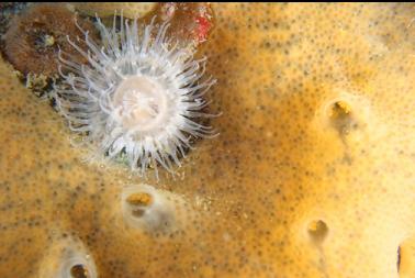 anemone and sponge