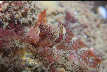 another mosshead warbonnet