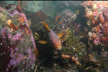 kelp greenling with octopus in background