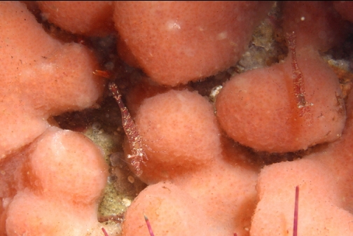 shrimp on a tunicate colony