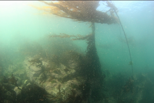 kelp and boulders