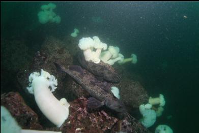 plumose anemones and 2 lingcod