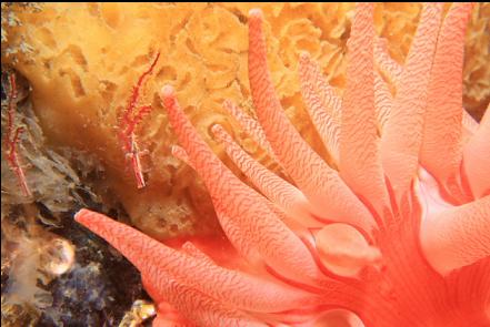 crimson anemone, sponge and broken-back shrimp
