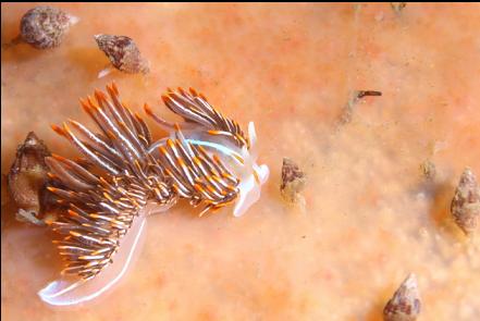 nudibranch and snails on a tunicate colony