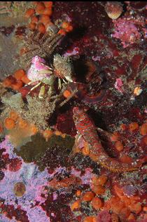 LONGFIN SCULPIN AND HERMIT CRABS
