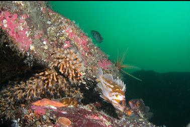 copper rockfish and zoanthids