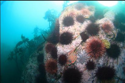 urchins and seastar