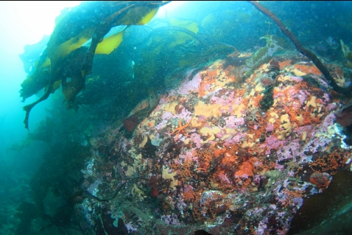 tunicates, etc on a small wall