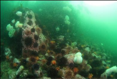 base of reefs at point