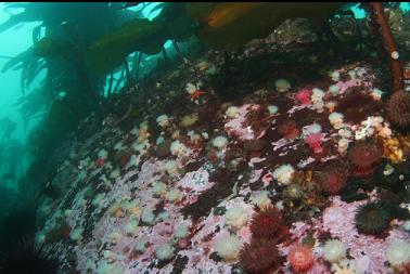 brooding anemones