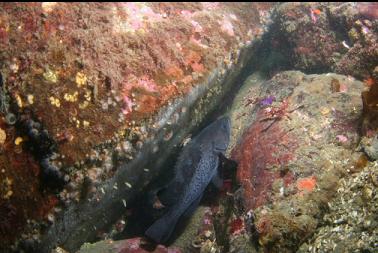 black rockfish