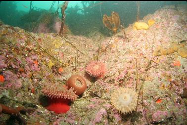 anemones in shallows
