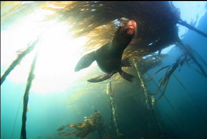 Juvenile Californian in kelp