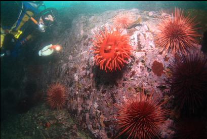 anemone and urchins 