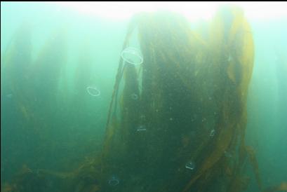 moon jellies and bull kelp