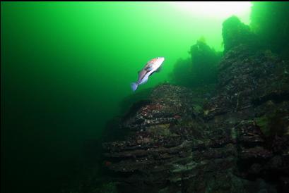 kelp greenling