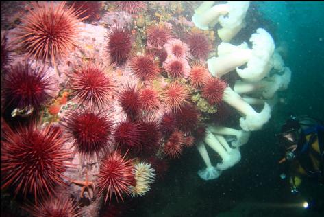 urchins and anemones at the base of the wall
