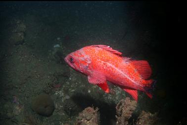 tailless vermilion rockfish
