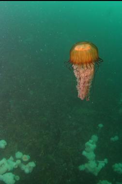 looking down at sea nettle