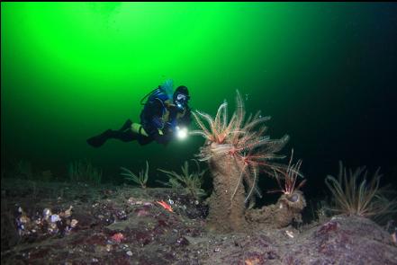 feather stars on boot sponges
