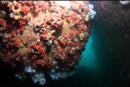 soft corals in tunnel