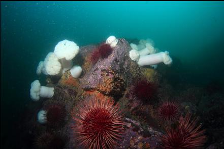 plumose anemones, zoanthids and urchins on a boulder